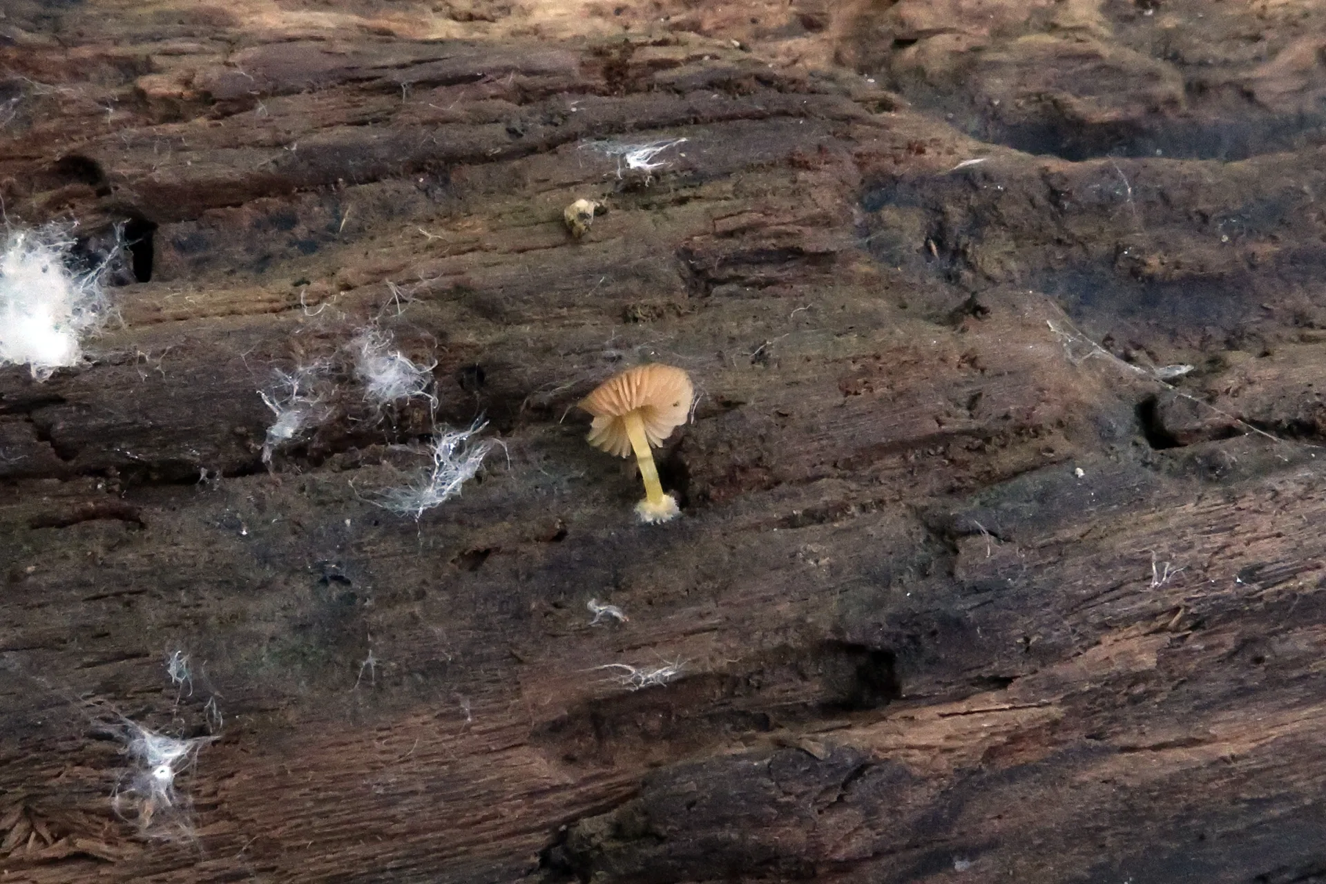 Pluteus romellii - 1 - IMG_5091